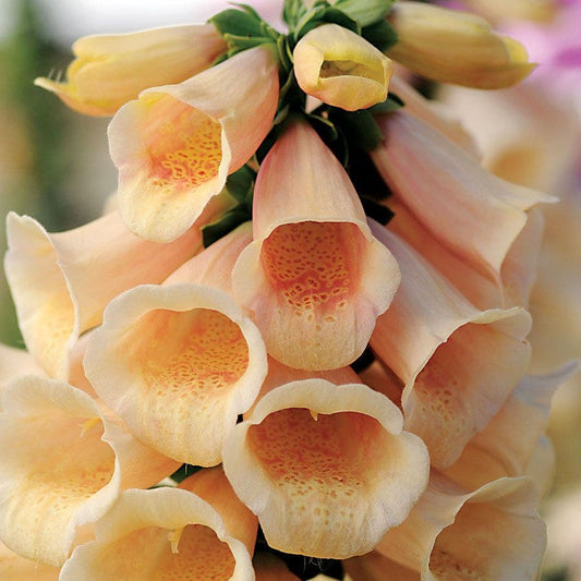 Digitalis 'Dalmatian Peach'