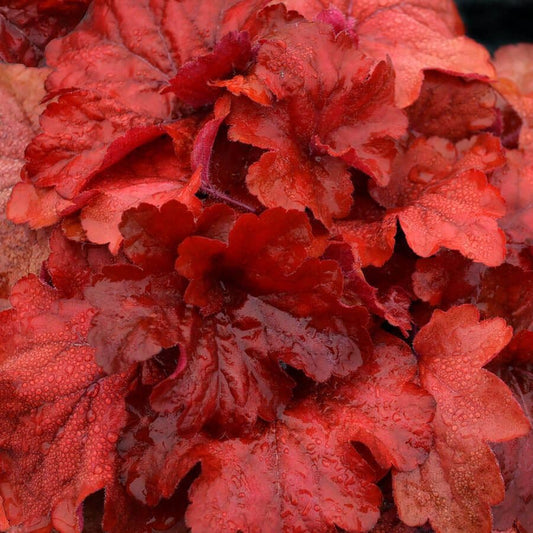 Heuchera 'Fire Alarm'
