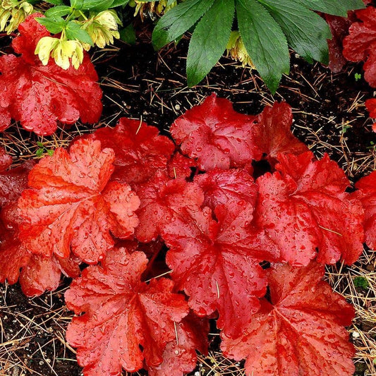 Heuchera 'Fire Alarm'