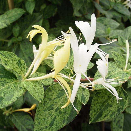 Lonicera 'Mint Crisp'