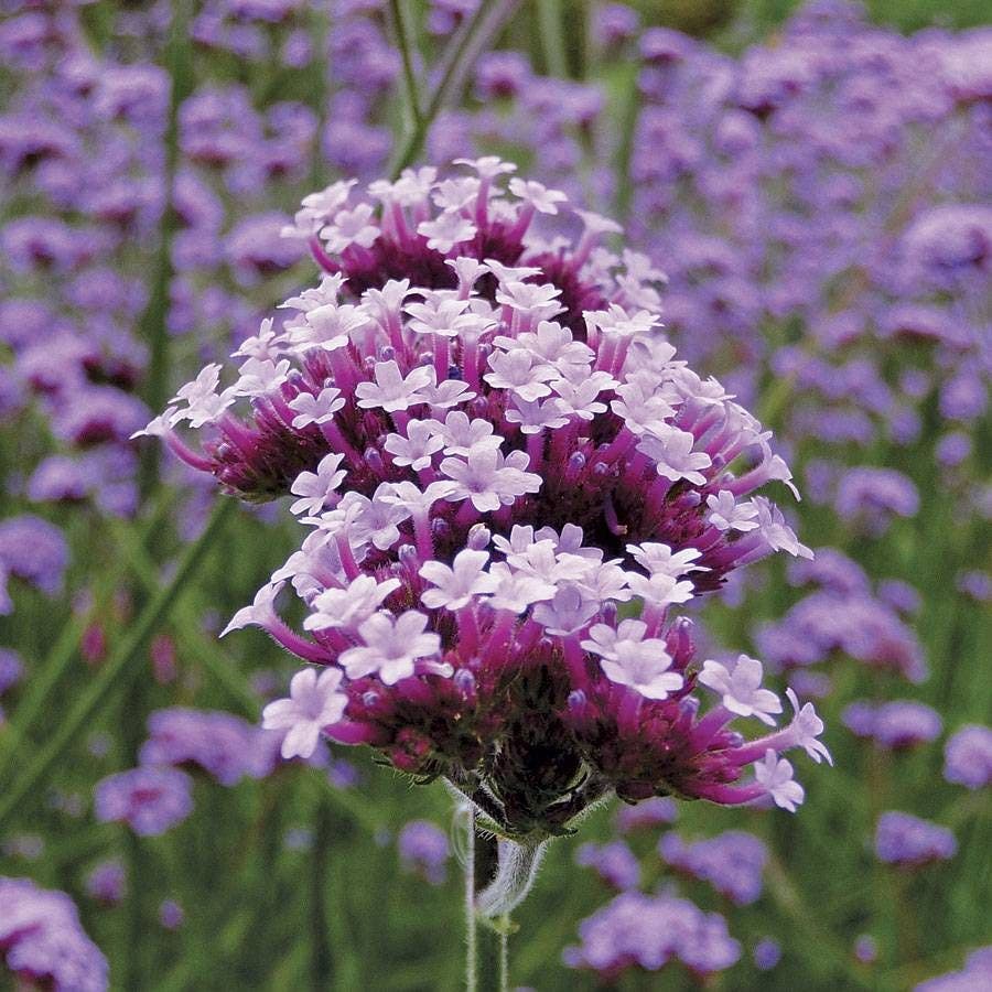 Verbena 'Lollipop'