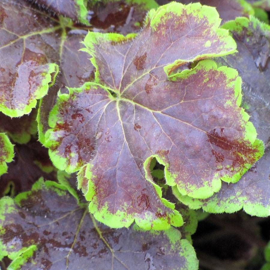 Heucherella 'Solar Eclipse' Coral Bells