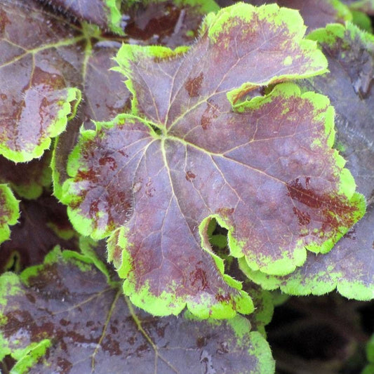 Heucherella 'Solar Eclipse' Coral Bells