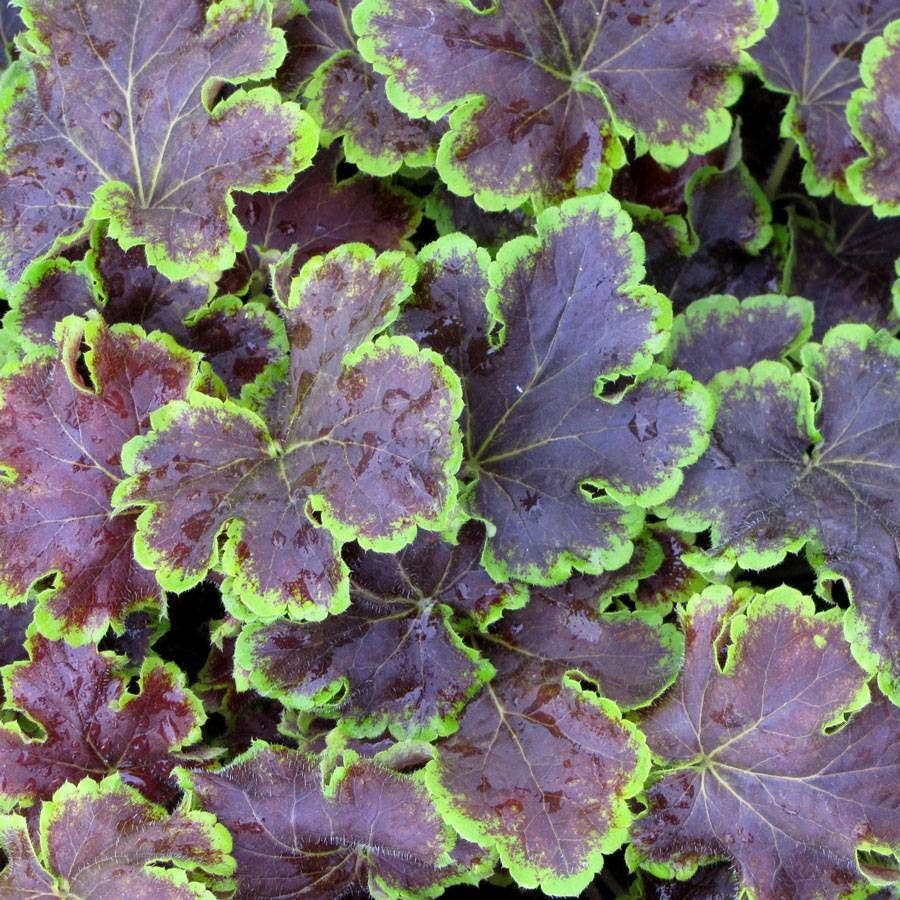 Heucherella 'Solar Eclipse' Coral Bells