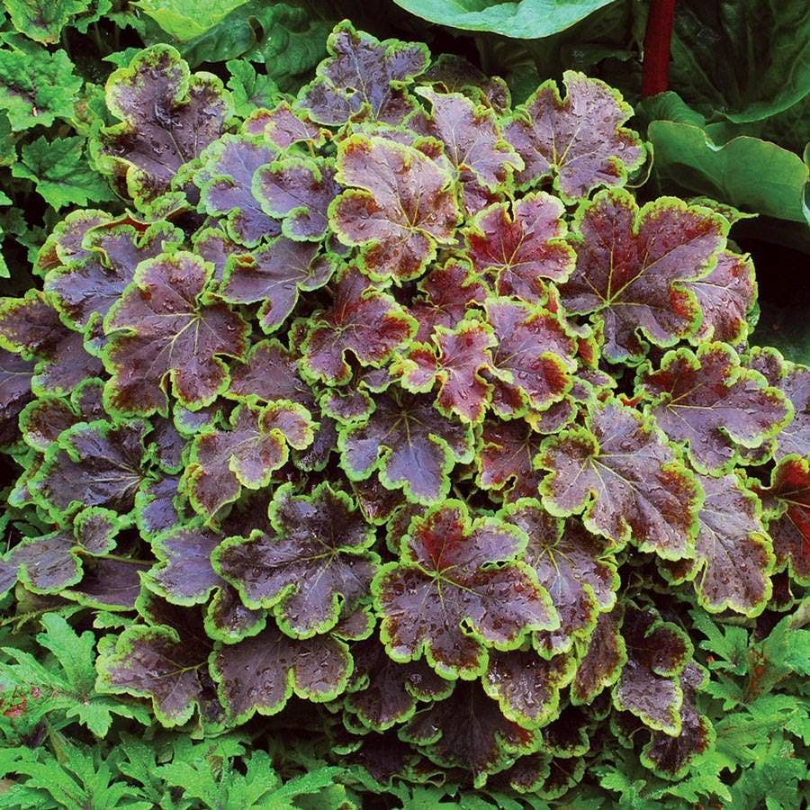 Heucherella 'Solar Eclipse' Coral Bells