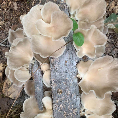 Mushroom Brown Oyster Log Spawn Plugs (100)