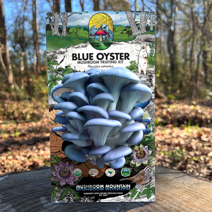 Mushroom Blue Oyster Countertop Kit
