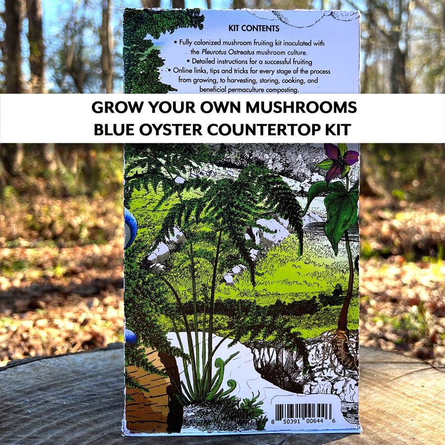 Mushroom Blue Oyster Countertop Kit