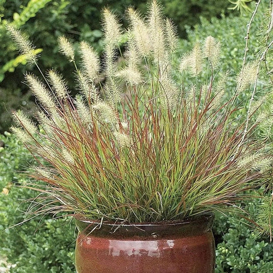 Pennisetum 'Burgundy Bunny'
