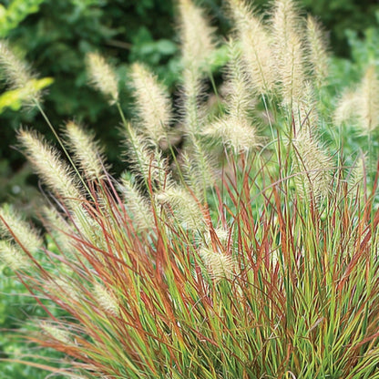 Pennisetum 'Burgundy Bunny'