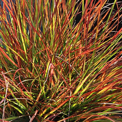Pennisetum 'Burgundy Bunny'