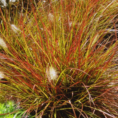 Pennisetum 'Burgundy Bunny'