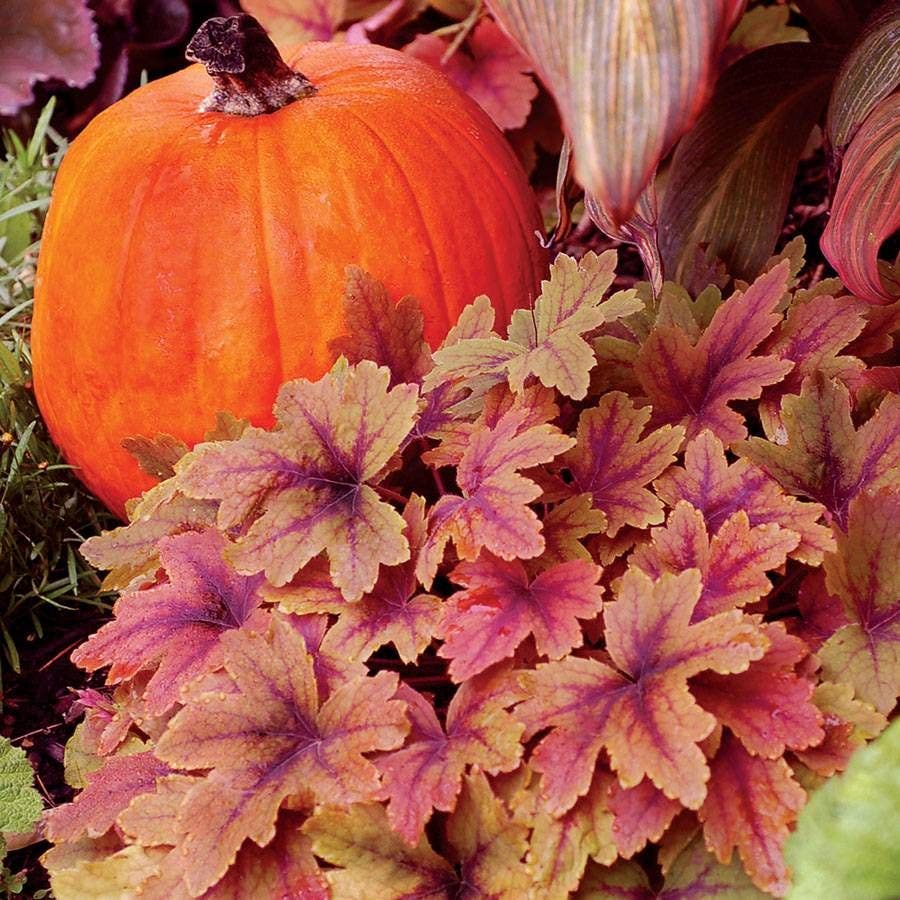 Heucherella 'Sweet Tea'
