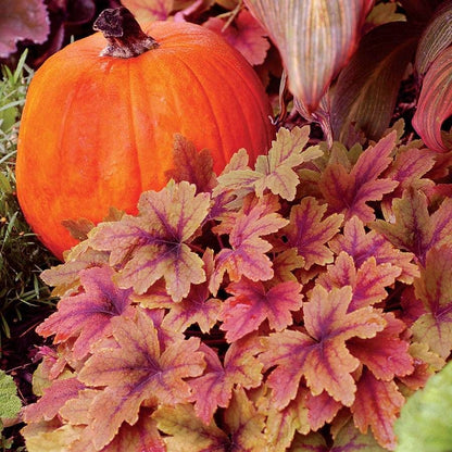 Heucherella 'Sweet Tea'