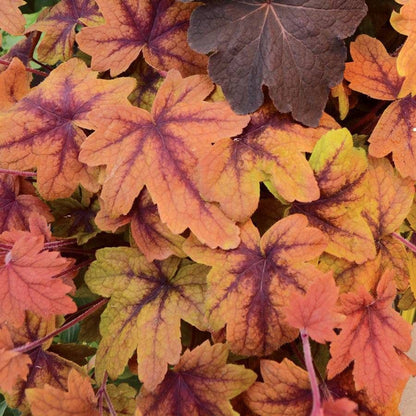 Heucherella 'Sweet Tea'