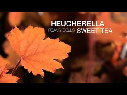 Heucherella 'Sweet Tea'
