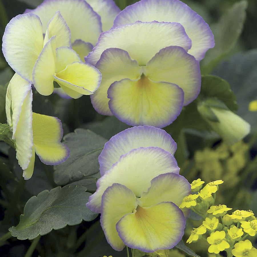 Viola 'Etain'