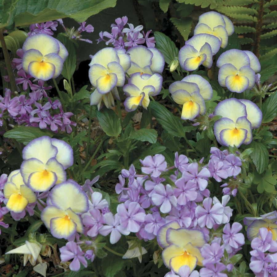 Viola 'Etain'