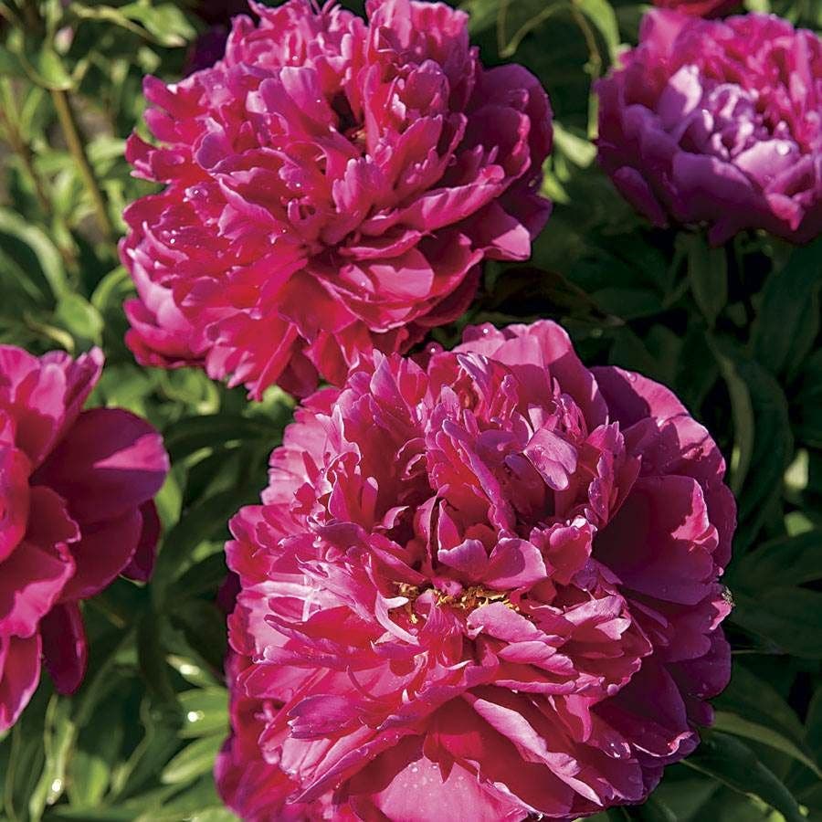 Paeonia 'Karl Rosenfield'