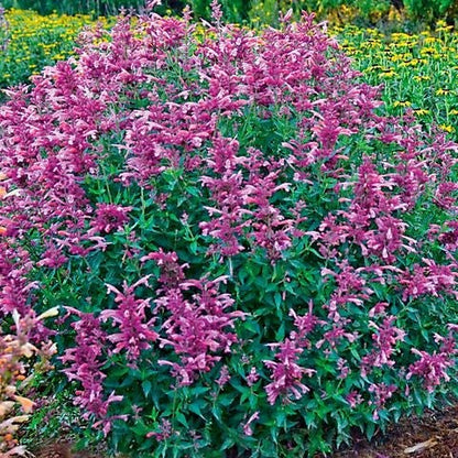 Agastache 'Rosie Posie' Hyssop
