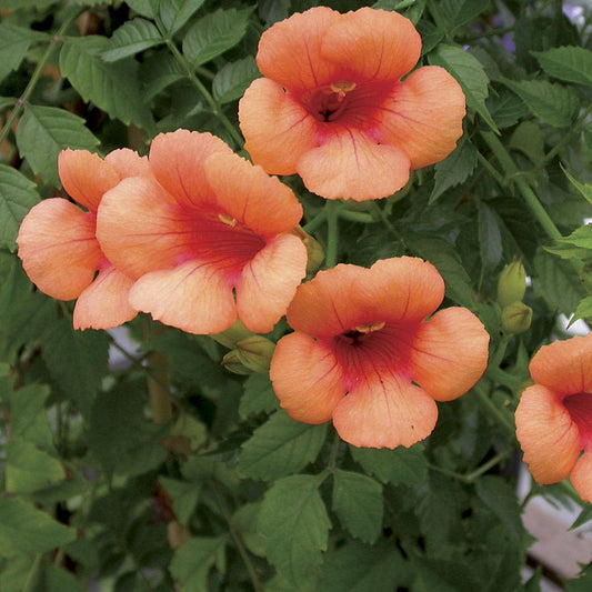 Campsis 'Indian Summer'