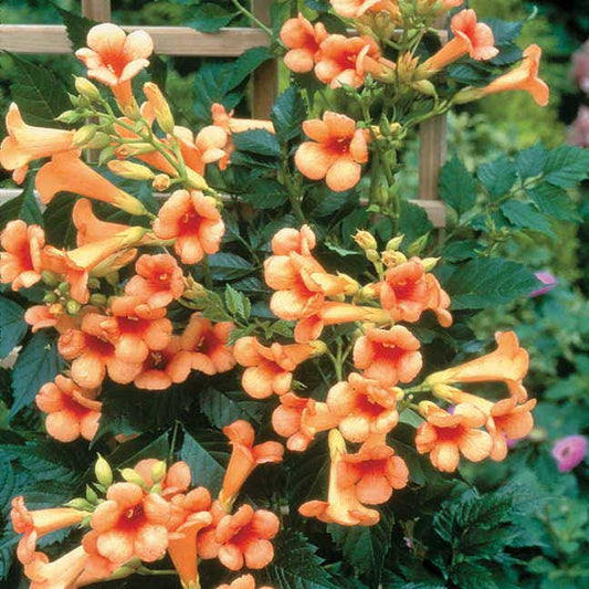 Campsis 'Indian Summer'
