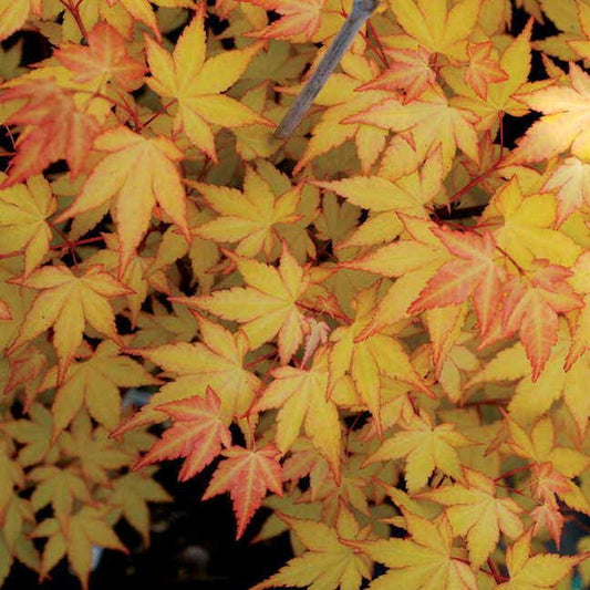 Acer 'Summer Gold'