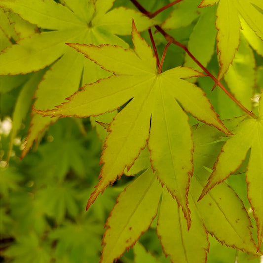 Acer 'Summer Gold'
