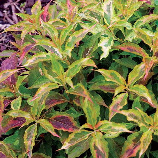 Weigela My Monet® Sunset