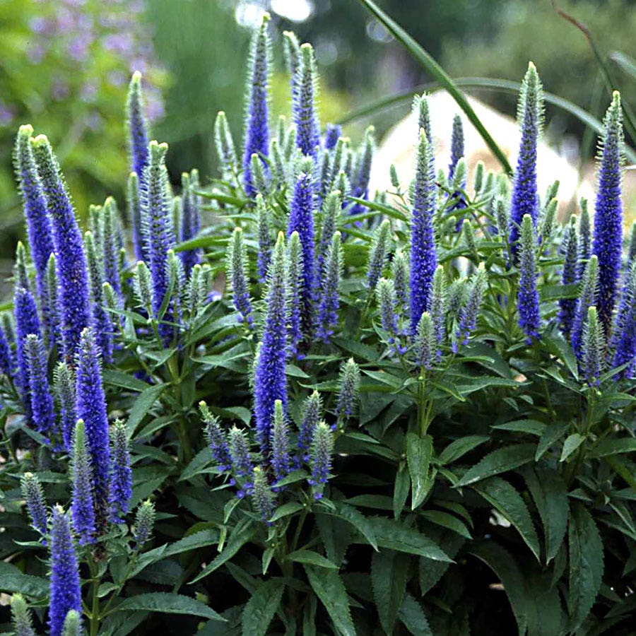 Veronica Royal Candles Speedwell