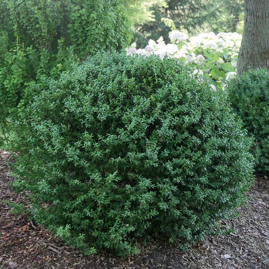 Buxus North Star® Boxwood