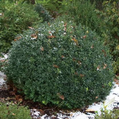 Buxus North Star® Boxwood