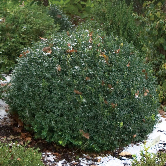 Buxus North Star® Boxwood