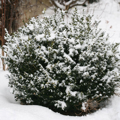 Buxus North Star® Boxwood
