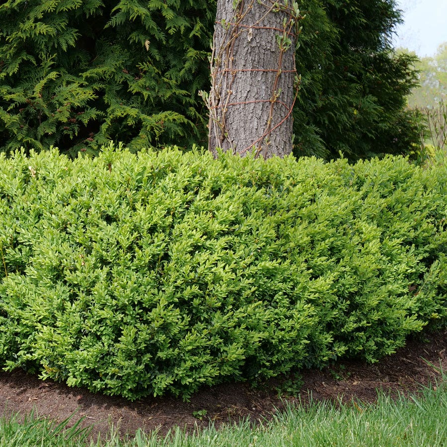 Buxus North Star® Boxwood