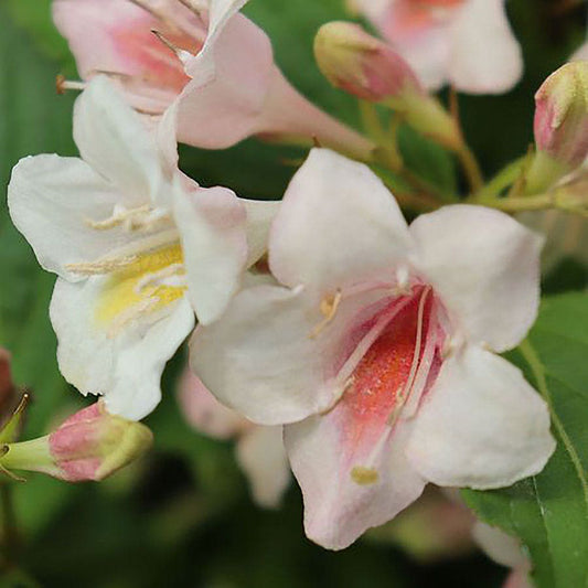 Weigela Sonic Bloom® Pearl