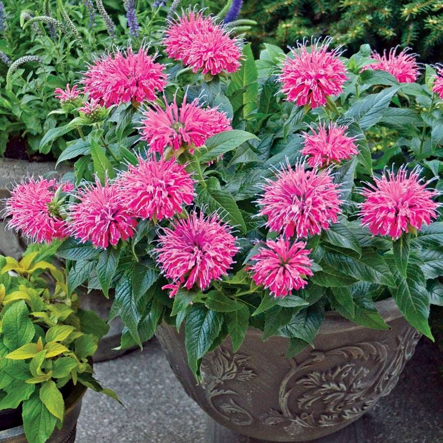 Monarda 'Pardon My Pink'