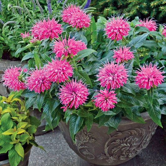 Monarda 'Pardon My Pink'