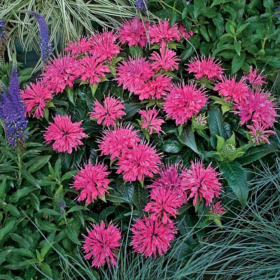 Monarda 'Pardon My Pink'