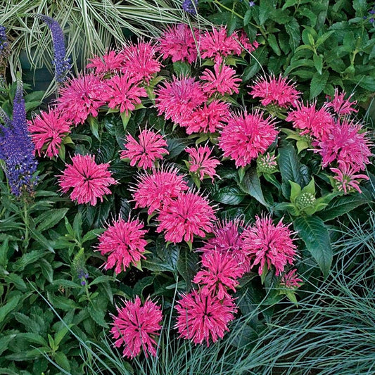Monarda 'Pardon My Pink'