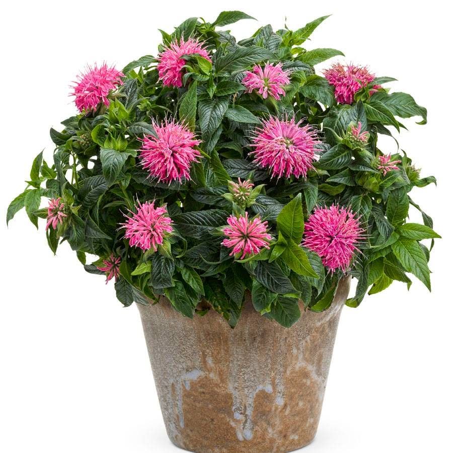 Monarda 'Pardon My Pink'