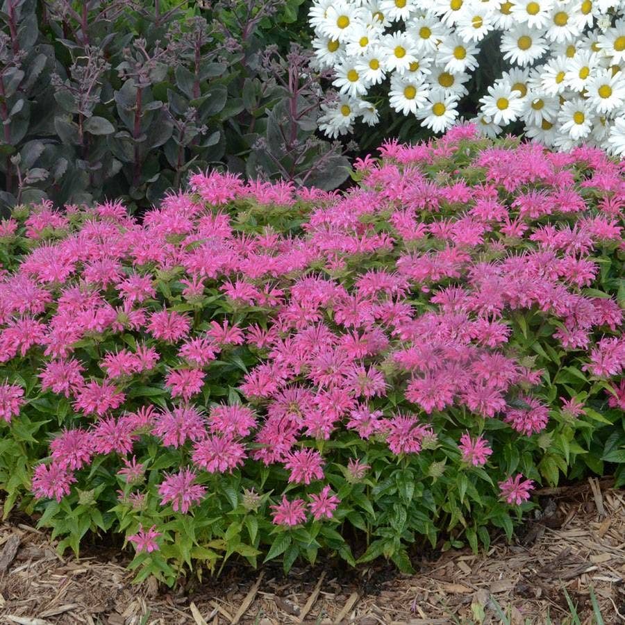 Monarda 'Pardon My Pink'