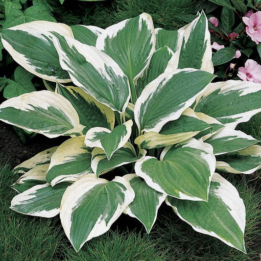 Hosta 'Patriot'