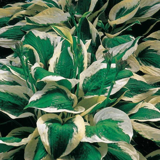 Hosta 'Patriot'