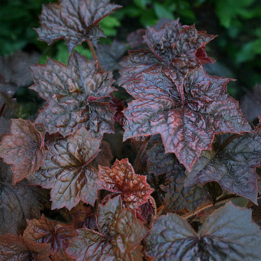 Heuchera 'Palace Purple' Coral Bells