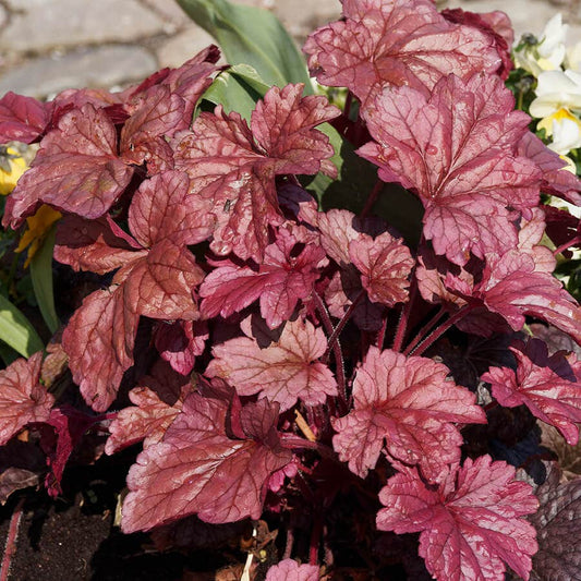 Heuchera 'Palace Purple' Coral Bells