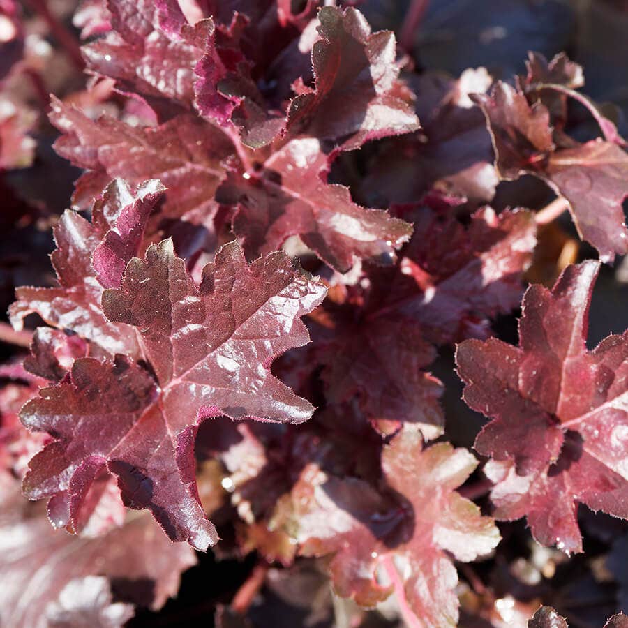 Heuchera 'Palace Purple' Coral Bells