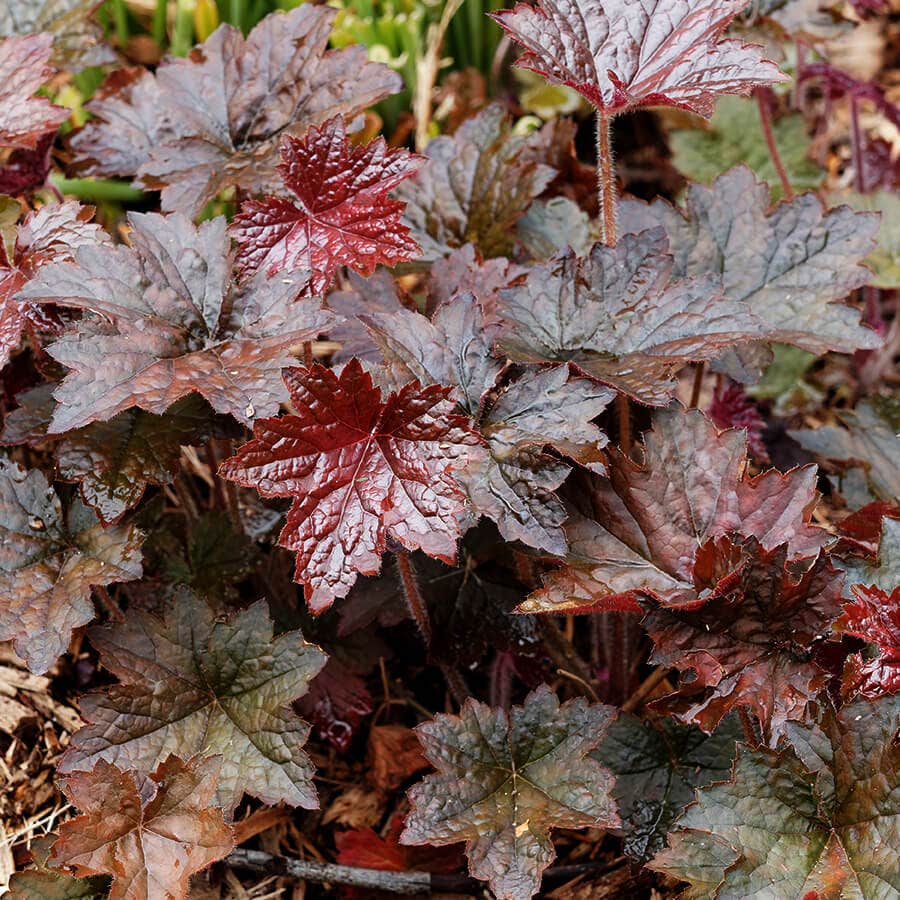 Heuchera 'Palace Purple' Coral Bells