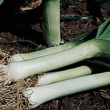 Lancelot Leek Plants