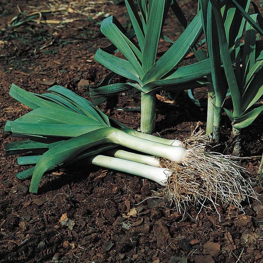 Lancelot Leek Plants